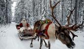 Reindeer at work: It's Christmas after all