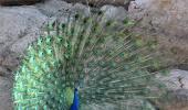 Reader pics: A peacock dance in summer