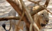 The caged lions of Gir