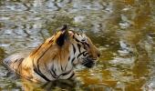 Tadoba holds its own among star tiger reserves