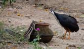 Summer pics: Visitors in my backyard