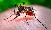 4000 dengue cases reported in Bengaluru, 7000 in state