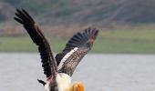 What a boat safari on the Kabini river reveals