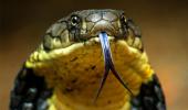 Face-to-face with a King Cobra!