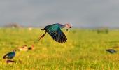 Flight of joy: 9 stunning pics of rare birds