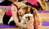 Why dogs make great yoga companions