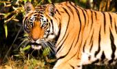 SC panel frowns on tiger safaris in wildlife parks