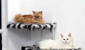 Adorable alert! Inside the world's first cat hotel