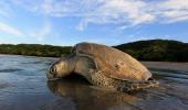 Meet the man who helped bring turtles back to Mumbai's beaches