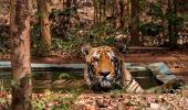 Tiger Diaries: Meet Wagdoh, the king of Tadoba