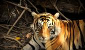 In pix: The crouching Bengal tiger