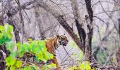 How I spotted Kumbha and Laila in Ranthambore