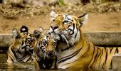 Tiger diaries: Lara and her cubs