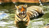 Tiger diaries: Meet Krishna from Ranthambore