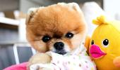 Chinese New Year: Meet the cutest dogs of Instagram