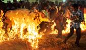 Pix: How India celebrates Makar Sankranti, Pongal, Lohri and Bihu