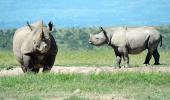 The baby rhino named after Dia Mirza