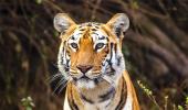 Tiger diaries: Meet Maaya from Tadoba