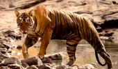 Tiger Diaries: Roaring pix from Ranthambore