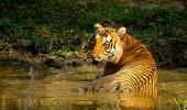 In pix: The tigers of India