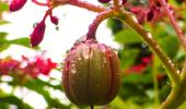 Monsoon blooms: L'il drops of joy