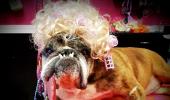 Meet the world's ugliest dog