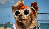 PIX: The life of Instagram's most fashionable dog