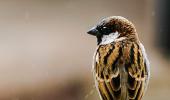 Sparrow Day: Stunning images from readers