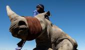 Can this controversial idea save the rhinos?