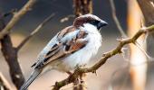 Reader photos: Sparrows in my backyard