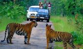 Watch: When I spotted four tigers with a kill