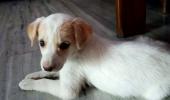 Meet Deepak Nikose's adorable pet