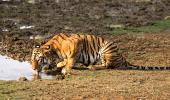 In pix: The fierce and famous tigers of Tadoba