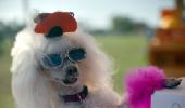 Meet the most fashionable pets of 2020