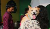 Pets help during broken relationships: Mumbai court