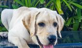 Pet pics: The happy labrador who loves oranges