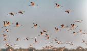 SEE: Stunning flamingos take flight