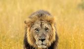 Meet the majestic lions of Maasai Mara