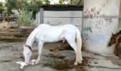 How starving horses found love and a meal