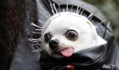 ADORABLE! Pets Celebrate Halloween