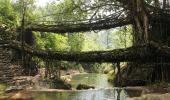 Meghalaya's Awesome Living Root Bridges