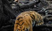 SHOCKING! 4 Tiger Deaths A Week In 2023