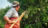 Summer Pics: Time To Pluck Mangoes!