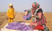 When Kashmir Fields Turned Saffron