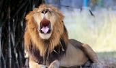 Ever Seen A Lion Yawn?