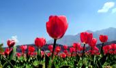 When Tulips Woo The Himalayas!