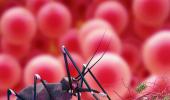 World Malaria Day: Facts You Should Know