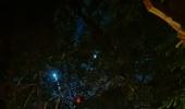 A Night Walk On Mumbai's New Nature Trail