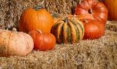 Pumpkin Pumpkin, Go Go: 7 Reasons