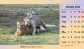2026 Calendar: Sherni And Her Cubs
